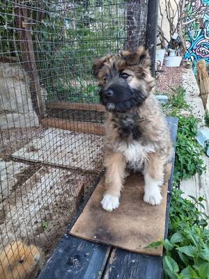 Adopter Mystie