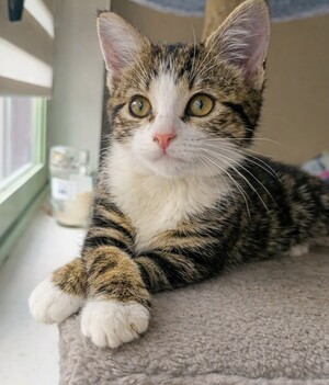 Adopter Bucky