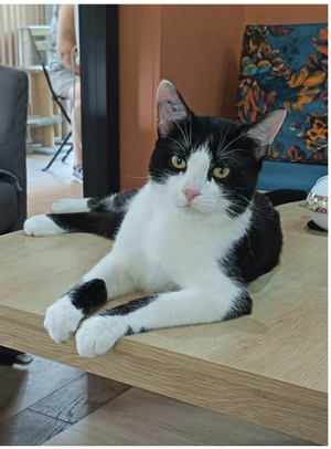 Adopter Silver