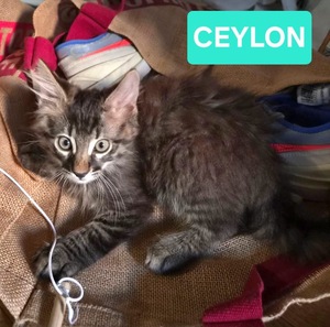 Adopter CEYLON
