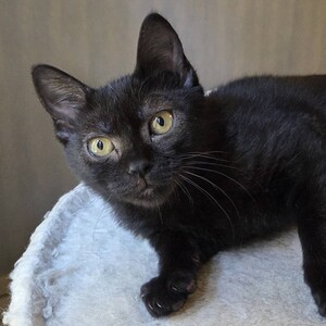 Adopter GOYAVE