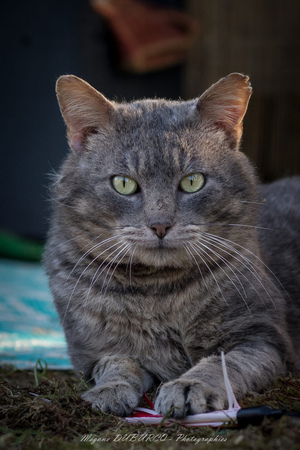 Adopter Bobby