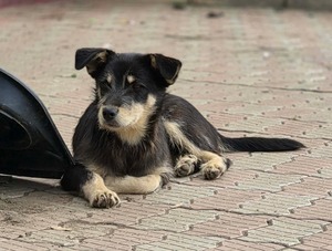 Adopter Zorro