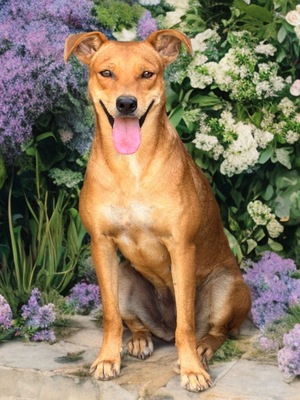 Adopter Rewa