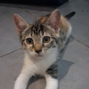Adopter MORPHEE