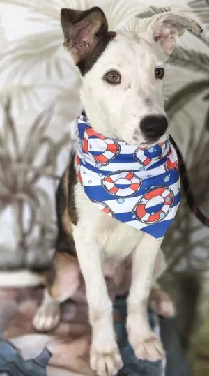 Adopter Astro