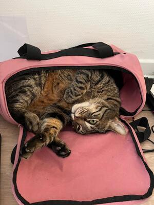 Adopter Leon