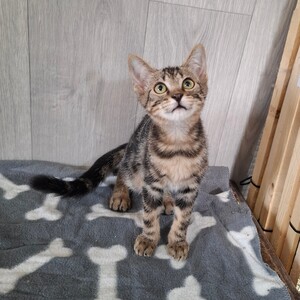 Adopter BRYO