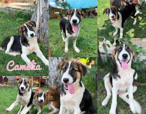 Adopter CAMELIA