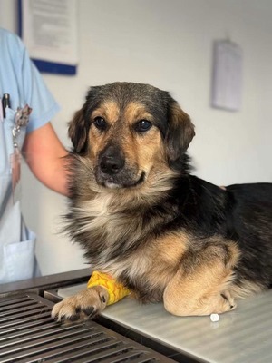 Adopter Marko