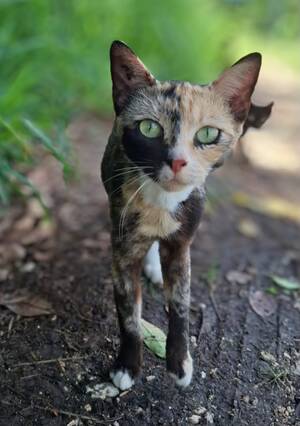 Adopter Aquarelle