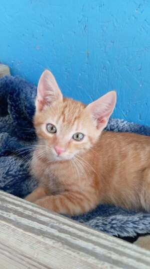 Adopter Bisou