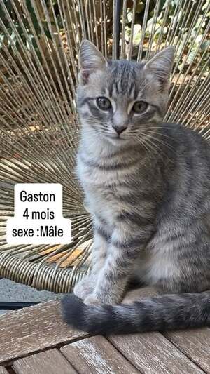 Adopter Gaston