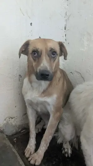 Adopter Tâm