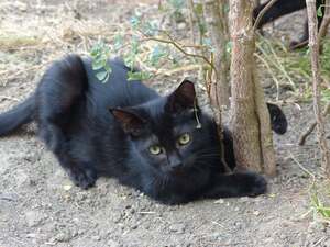 Adopter Bono