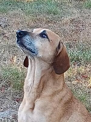 Adopter Andgie