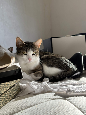 Adopter Sonette