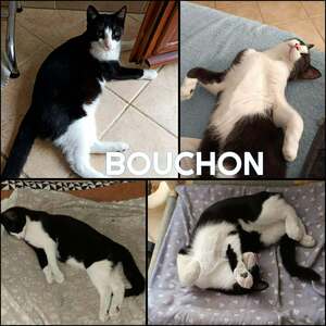 Adopter BOUCHON