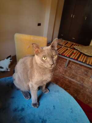 Adopter Lio