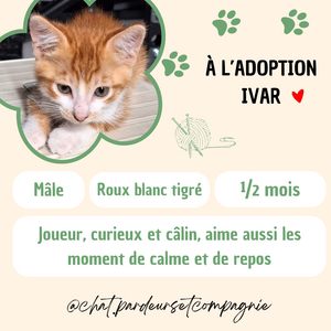 Adopter Ivar