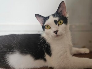 Adopter Aryna