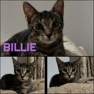 Adopter BILLIE