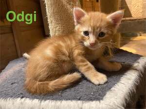 Adopter Odgi