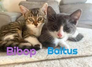 Adopter BALTUS et BIBOP