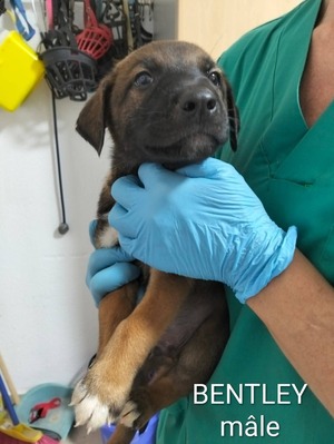 Adopter Bentley