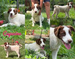 Adopter CAPUCINE