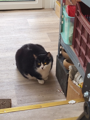 Adopter Cali