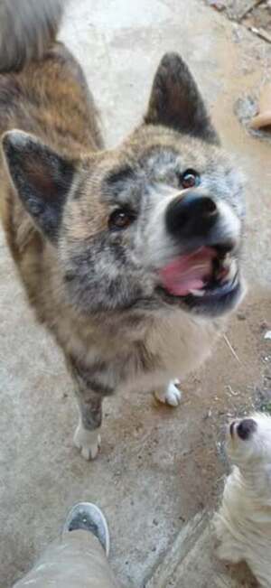 Adopter Timber