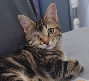 Adopter LEYKO