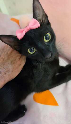 Adopter Julieta