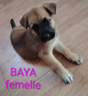 Adopter Baya