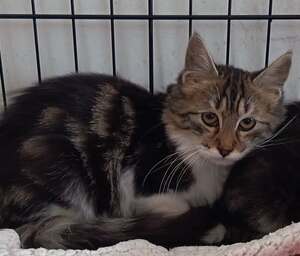 Adopter Bambi
