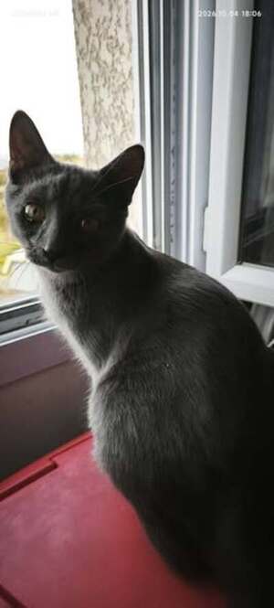 Adopter Mewtoo