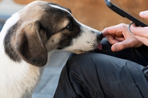 Adopter Haïka