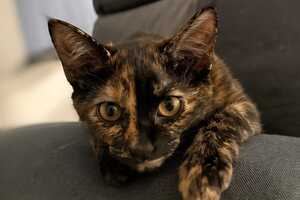 Adopter Miki