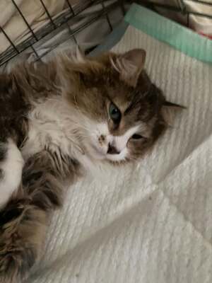 Adopter Biscotte 