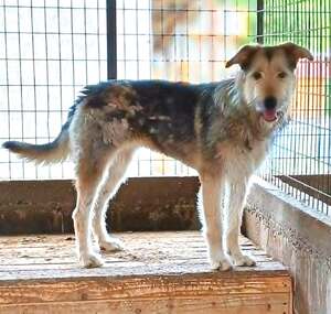 Adopter Sierra