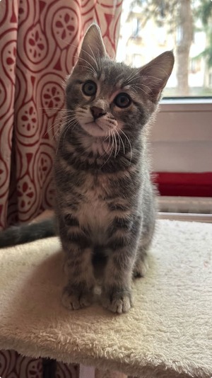 Adopter Mochi