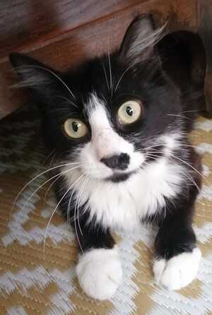 Adopter MARGOTTE 