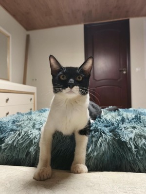 Adopter Gero