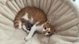 Adopter Boutchou