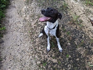 Adopter Zelie