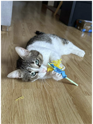 Adopter Arold