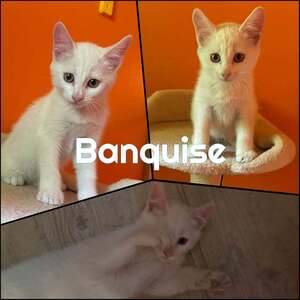 Adopter BANQUISE