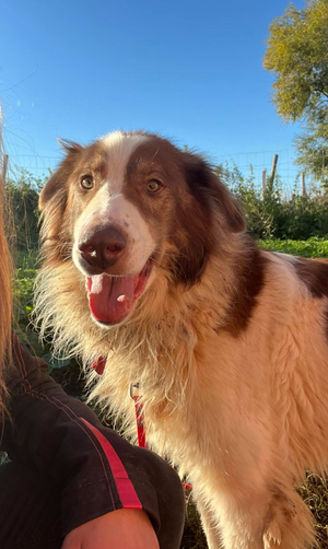 Adopter Lior