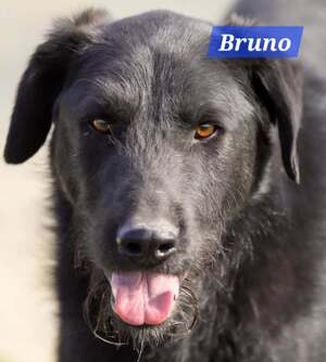 Adopter BRUNO